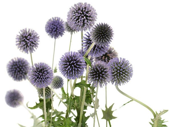 Echinops kot del drevesa Hondro Sol Valgus